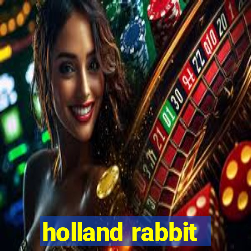 holland rabbit