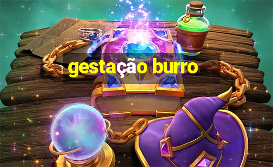 gestação burro