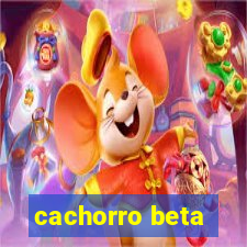 cachorro beta