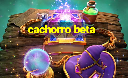 cachorro beta