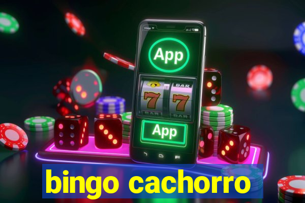 bingo cachorro