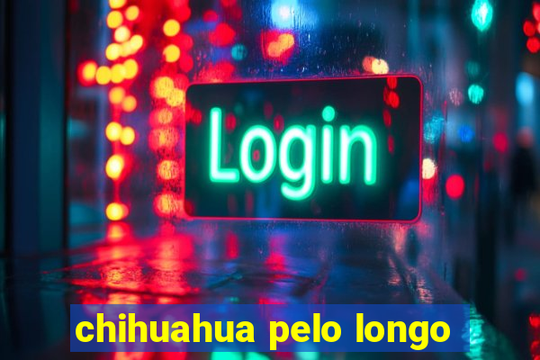 chihuahua pelo longo