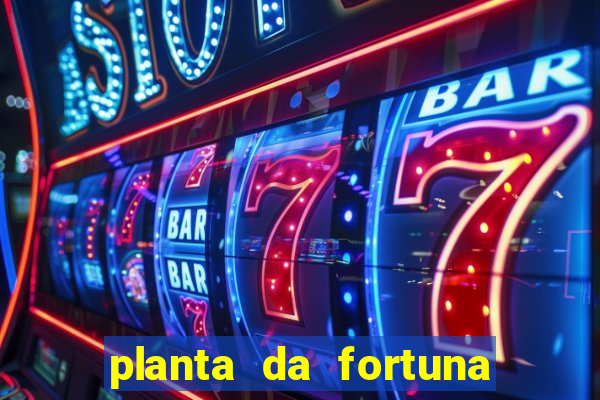 planta da fortuna e felicidade