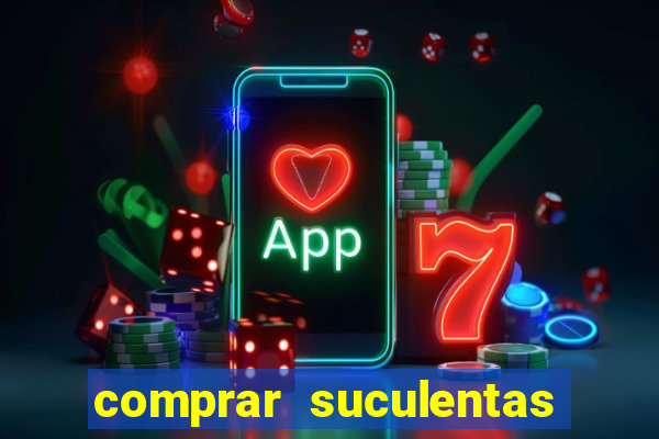 comprar suculentas direto do produtor