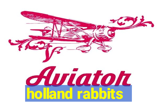 holland rabbits