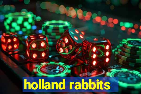 holland rabbits