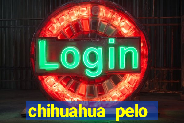 chihuahua pelo longo preço