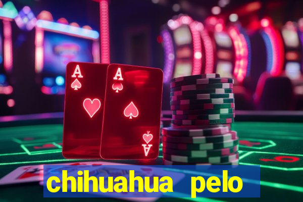 chihuahua pelo longo preço