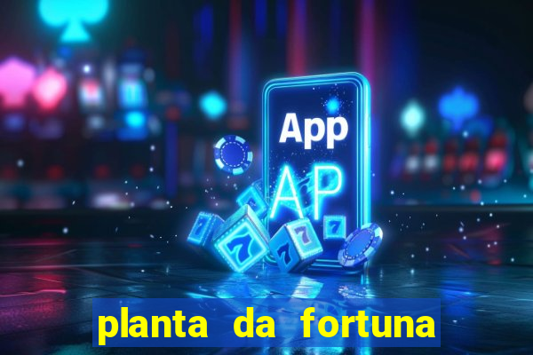 planta da fortuna como cuidar