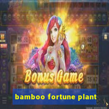 bamboo fortune plant