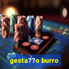 gesta??o burro