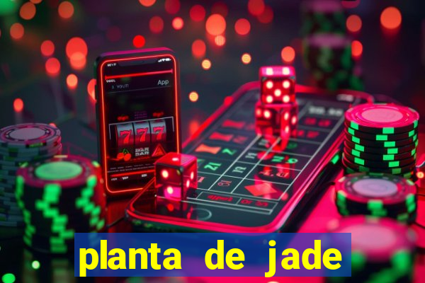 planta de jade significado espiritual