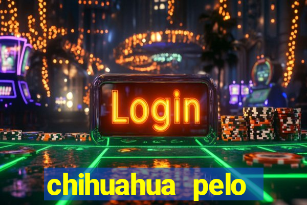 chihuahua pelo longo pre?o