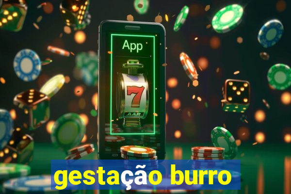 gestação burro