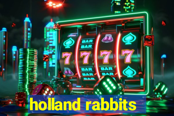 holland rabbits