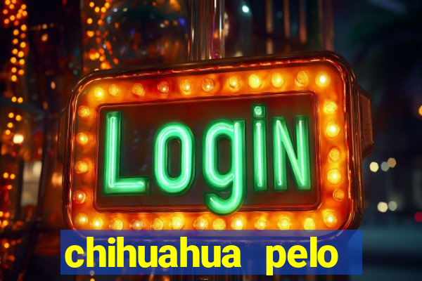 chihuahua pelo longo porto alegre