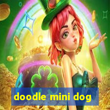 doodle mini dog