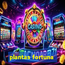 plantas fortuna