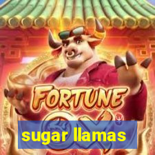 sugar llamas